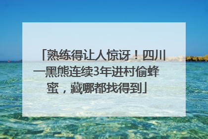 熟练得让人惊讶！四川一黑熊连续3年进村偷蜂蜜，藏哪都找得到