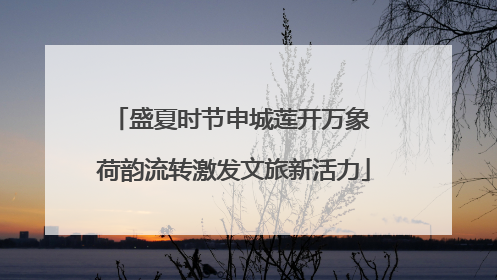 盛夏时节申城莲开万象 荷韵流转激发文旅新活力