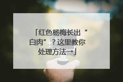 红色杨梅长出“白肉”？这里教你处理方法→