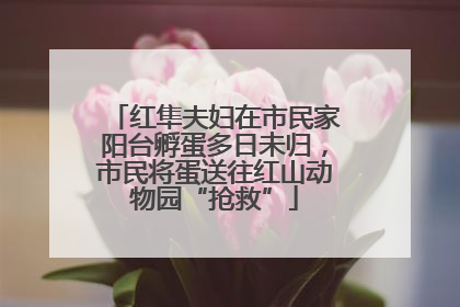 红隼夫妇在市民家阳台孵蛋多日未归，市民将蛋送往红山动物园“抢救”