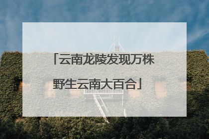 云南龙陵发现万株野生云南大百合