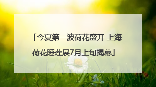 今夏第一波荷花盛开 上海荷花睡莲展7月上旬揭幕