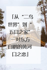 从“二鸟世界”到“五口之家” 一对东方白鹳的黄河口之恋