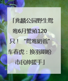 兆麟公园野生鸳鸯6月繁殖120只！“鸳鸯奶爸”车春虎：换羽期盼市民伸援手
