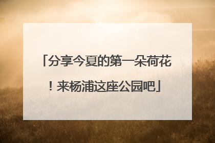分享今夏的第一朵荷花！来杨浦这座公园吧