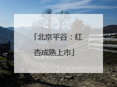 北京平谷：红杏成熟上市