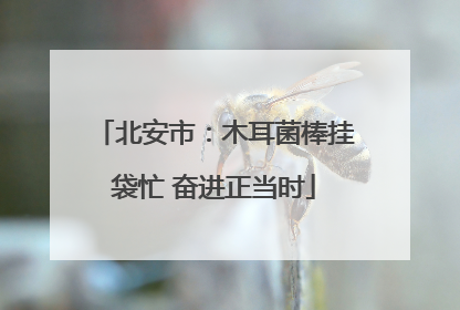 北安市：木耳菌棒挂袋忙 奋进正当时