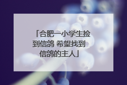 合肥一小学生捡到信鸽 希望找到信鸽的主人