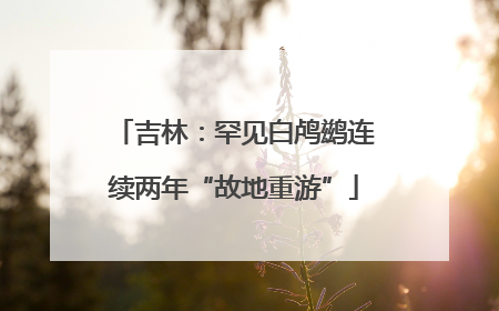 吉林：罕见白鸬鹚连续两年“故地重游”