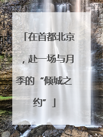 在首都北京，赴一场与月季的“倾城之约”