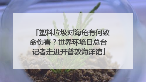 塑料垃圾对海龟有何致命伤害？世界环境日总台记者走进开普敦海洋馆