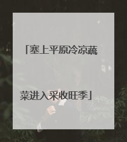 塞上平原冷凉蔬菜进入采收旺季