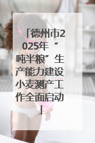 德州市2025年“吨半粮”生产能力建设小麦测产工作全面启动