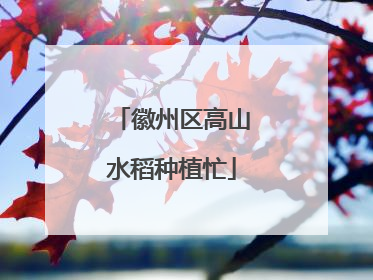 徽州区高山水稻种植忙