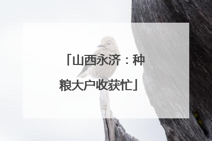 山西永济：种粮大户收获忙