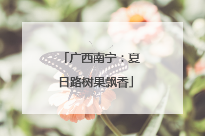 广西南宁：夏日路树果飘香