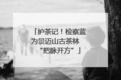 护茶记！检察蓝为景迈山古茶林 “把脉开方”