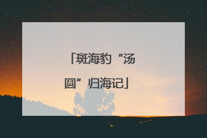 斑海豹“汤圆”归海记