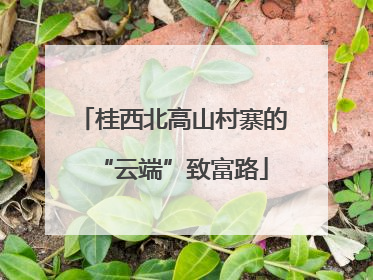 桂西北高山村寨的“云端”致富路