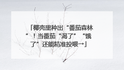 椰壳里种出“番茄森林”！当番茄“渴了”“饿了”还能精准投喂→