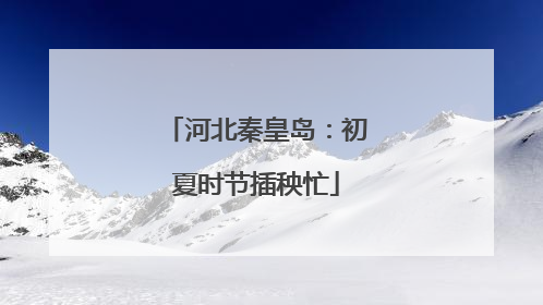 河北秦皇岛：初夏时节插秧忙