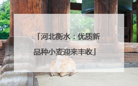 河北衡水：优质新品种小麦迎来丰收