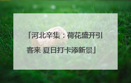 河北辛集：荷花盛开引客来 夏日打卡添新景