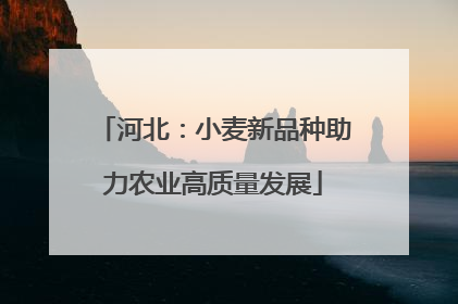 河北：小麦新品种助力农业高质量发展