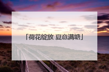 荷花绽放 夏意满塘