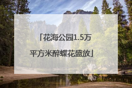花海公园1.5万平方米醉蝶花盛放