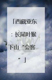 西藏亚东：长尾叶猴下山“会客”