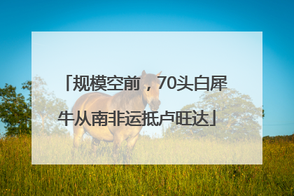 规模空前，70头白犀牛从南非运抵卢旺达