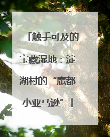 触手可及的宝藏湿地：淀湖村的“魔都小亚马逊”