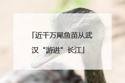 近千万尾鱼苗从武汉“游进”长江
