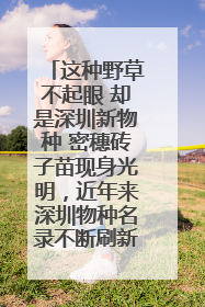 这种野草不起眼 却是深圳新物种 密穗砖子苗现身光明，近年来深圳物种名录不断刷新