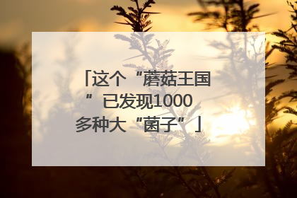 这个“蘑菇王国”已发现1000多种大“菌子”