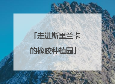 走进斯里兰卡的橡胶种植园