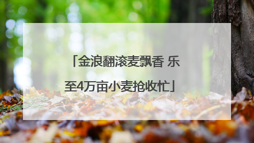 金浪翻滚麦飘香 乐至4万亩小麦抢收忙