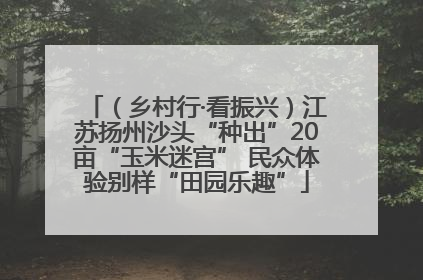 （乡村行·看振兴）江苏扬州沙头“种出”20亩“玉米迷宫” 民众体验别样“田园乐趣”