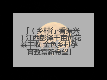 （乡村行·看振兴）江西彭泽千亩黄花菜丰收 金色乡村孕育致富新希望