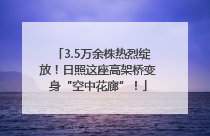 3.5万余株热烈绽放！日照这座高架桥变身“空中花廊”！